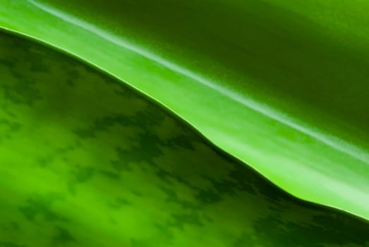 Close_up of a leaf
