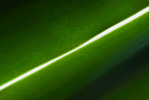 Close_up of leaves