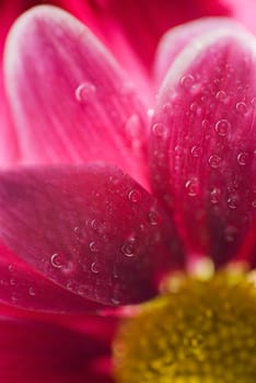 Close_up of a flower