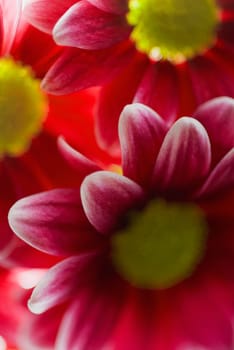 Close_up of flowers
