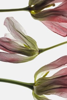 Close_up of dry flowers