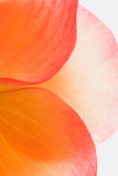 Close_up of a flower