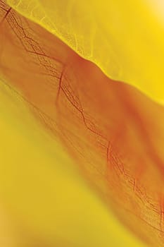 Close-up of a dried leaf