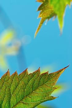 Close_up of a leaf