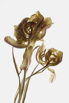 Close_up of a dried flower