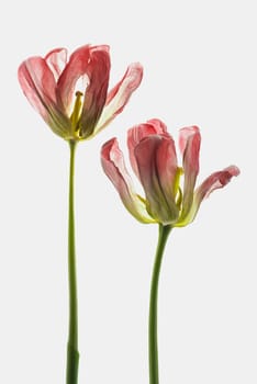 Close_up of two dry tulip flowers