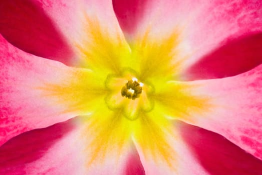 Close_up of a flower