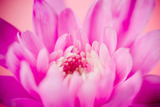 Close_up of a pink flower