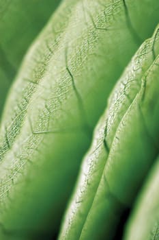 Close-up of a leaf