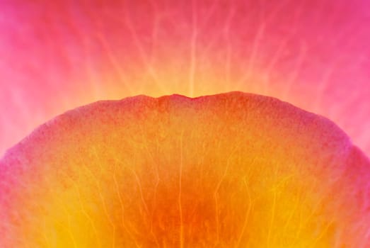 Close_up of a flower petal