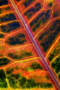 Close_up of a green leaf