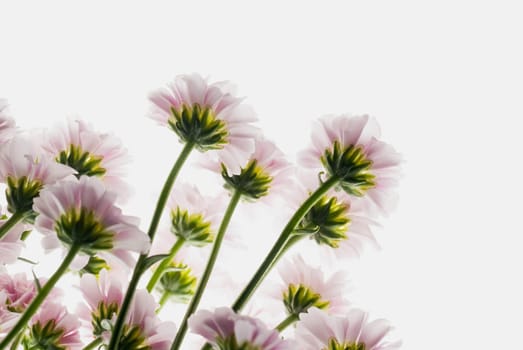 Close_up of flowers