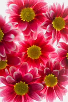 Close_up of red flowers