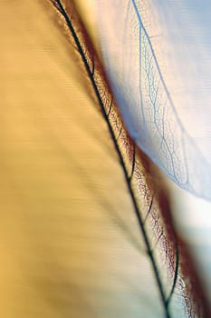 Close-up of a dried leaf