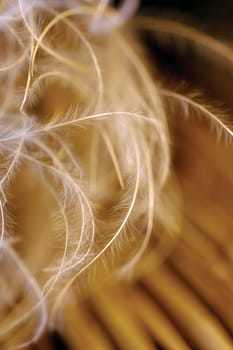 Close-up of dried weeds