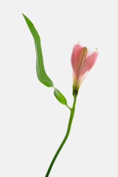 Close_up of a pink flower