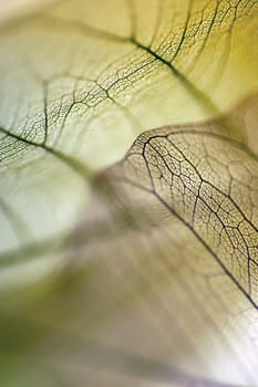 Close-up of dried leaves