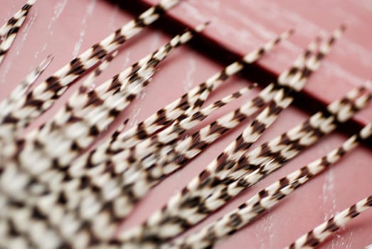Close-up of feathers