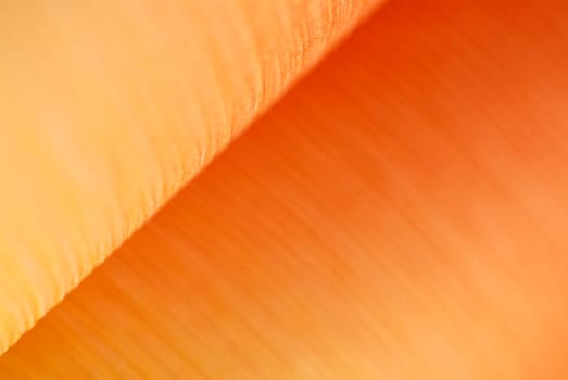 Close-up of a brown surface