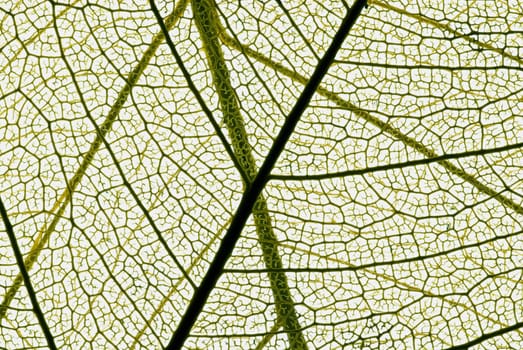 Close_up of a leaf