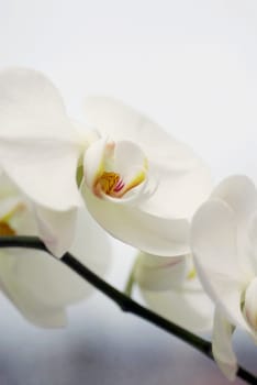 Close_up of white flowers