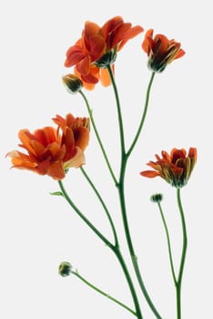 Close_up of flowers on a stem