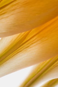 Close_up of detail of flower petals