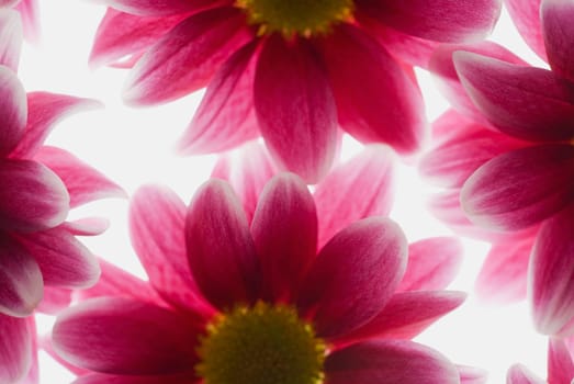 Close_up of pink flowers
