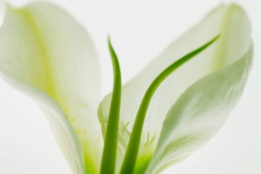 Close_up of a white flower