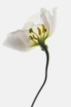 Close_up of a dry white flower