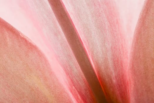 Close_up of a flower