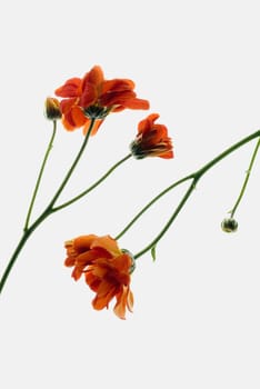 Close_up of flowers