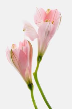 Close_up of flowers