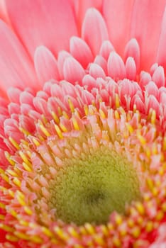 Close_up of a flower