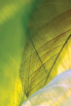 Close-up of dried leaves
