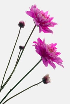 Close_up of pink flowers
