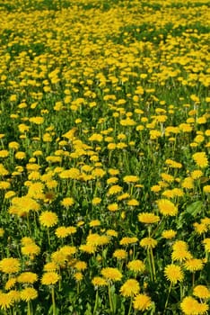 Flowers in a field