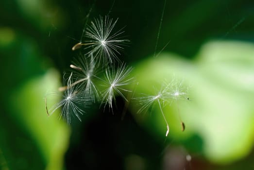 Close-up of a Dandelion