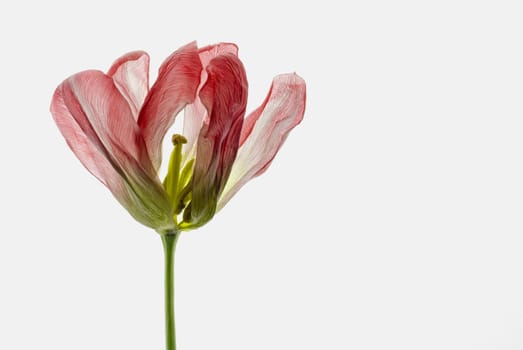 Close_up of a dry pink tulip flower