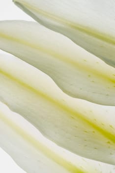 Close_up of flower petals