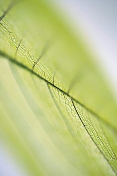 Close-up of a dried leaf vein