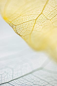 Close-up of dried leaves