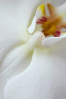 Close_up of a white flower