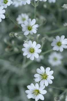 Close-up of flowers