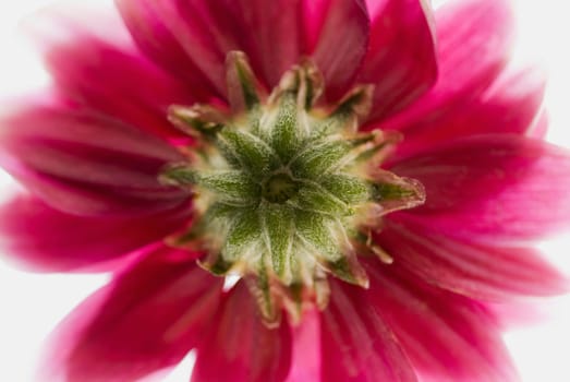 Close_up of a flower