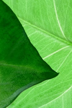 Close_up of two leaves