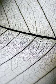 Close-up of a dried leaf vein