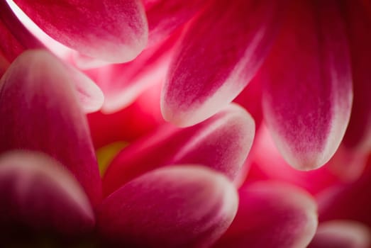 Close_up of a pink flower