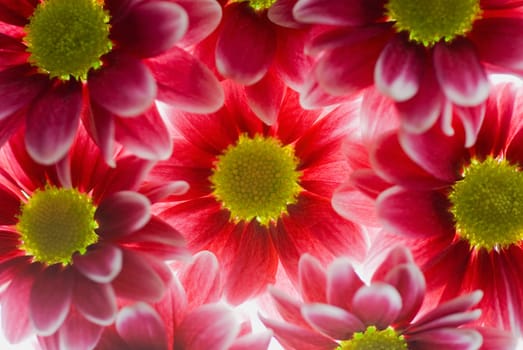 Close_up of red flowers