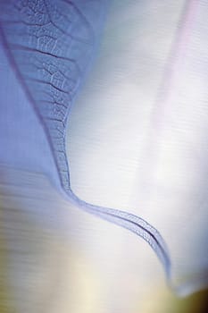 Close-up of a dried leaf vein
